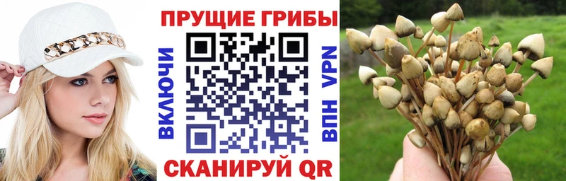 купить наркотики сайты  Салават  kraken как зайти  Псилоцибиновые грибы прущие грибы 